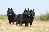 SCHIPPERKE 150